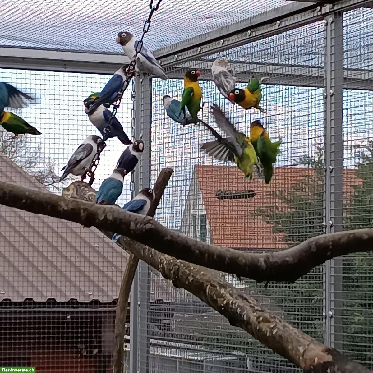 Agaporniden abzugeben: Schwarzköpfchen, Russköpfchen, Rosenköpfchen