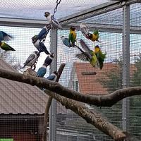 Agaporniden abzugeben: Schwarzköpfchen, Russköpfchen, Rosenköpfchen