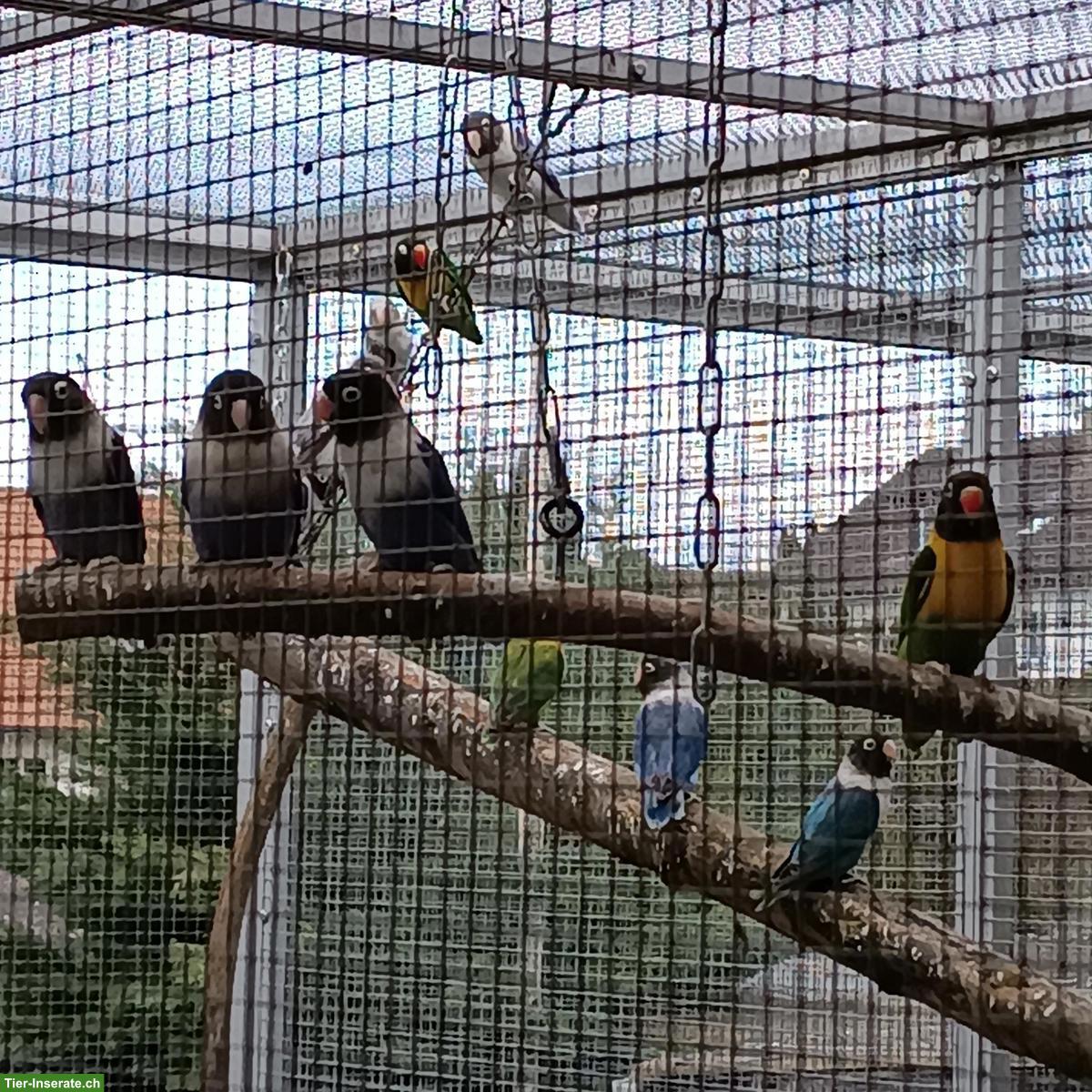 Bild 2: Agaporniden abzugeben: Schwarzköpfchen, Russköpfchen, Rosenköpfchen