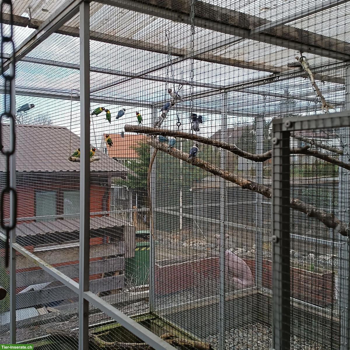 Bild 3: Agaporniden abzugeben: Schwarzköpfchen, Russköpfchen, Rosenköpfchen