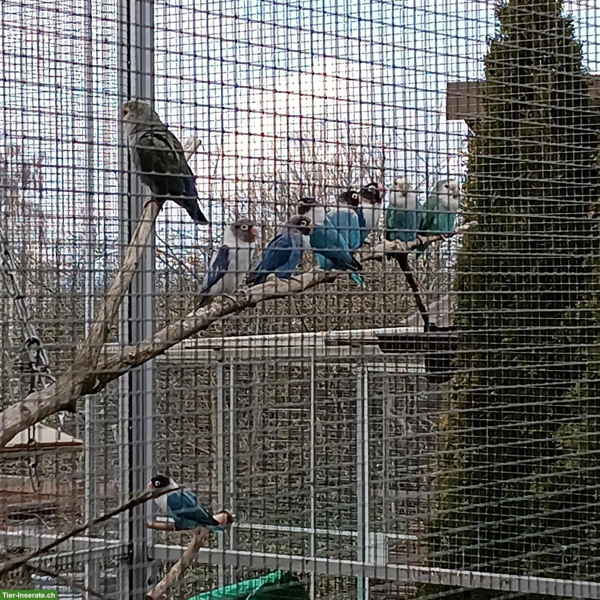 Bild 4: Agaporniden abzugeben: Schwarzköpfchen, Russköpfchen, Rosenköpfchen