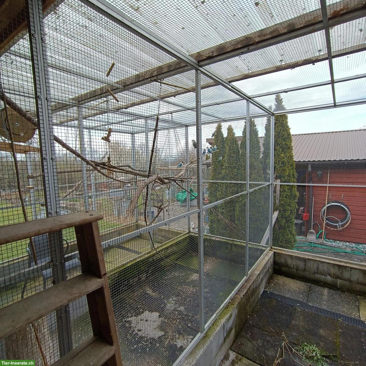 Bild 5: Agaporniden abzugeben: Schwarzköpfchen, Russköpfchen, Rosenköpfchen