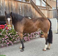 Liebe Freibergerstute sucht einfühlsame Reitbeteiligung, Linden BE