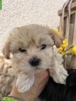 Havaneser Welpen, männlich zu verkaufen