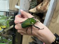 Larven Rosenkäfer (Mecynorhina torquata ugandensis)
