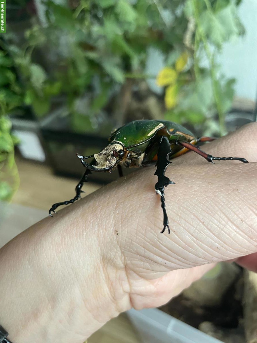 Bild 2: Larven Rosenkäfer (Mecynorhina torquata ugandensis)