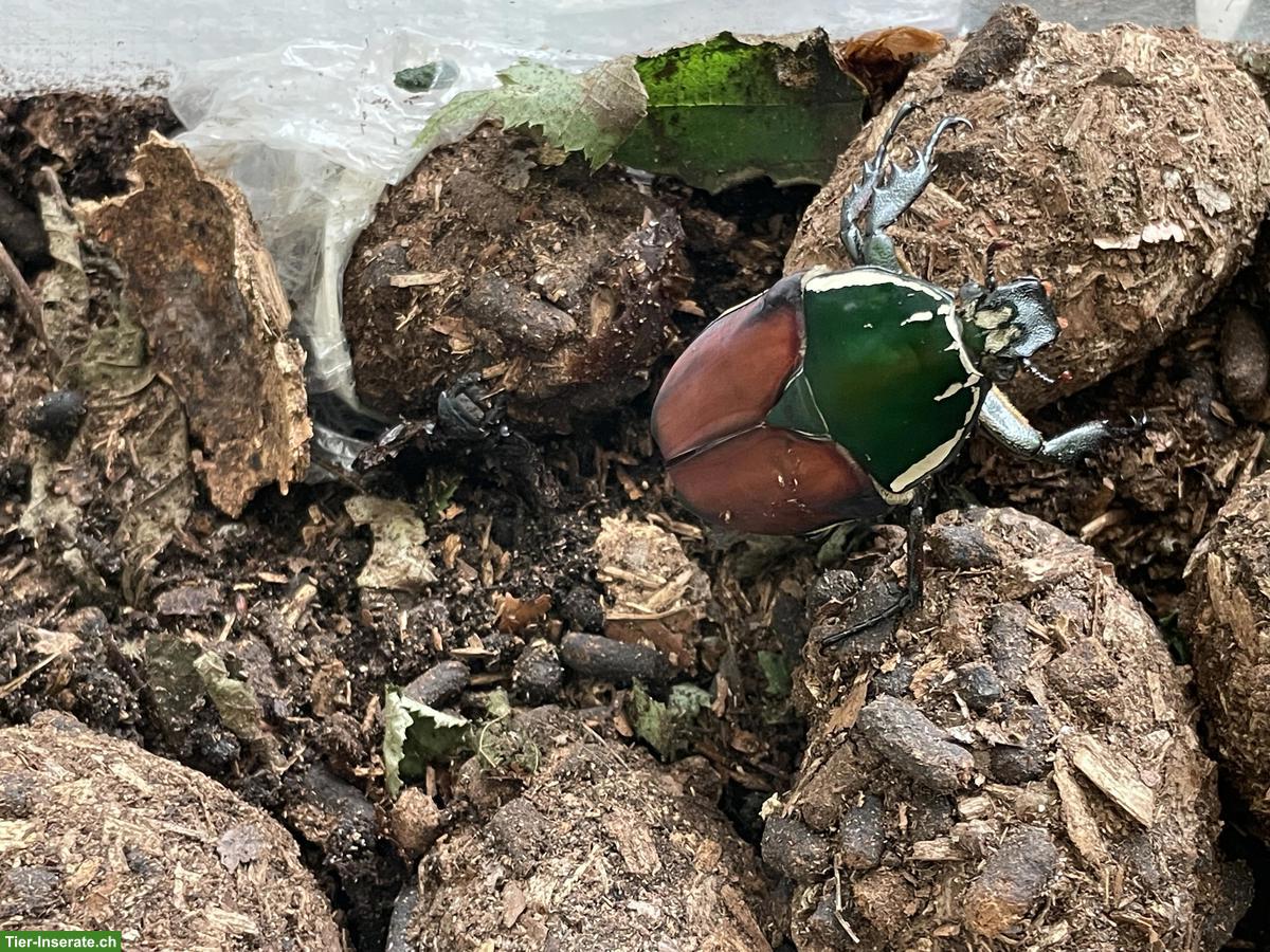 Bild 3: Larven Rosenkäfer (Mecynorhina torquata ugandensis)