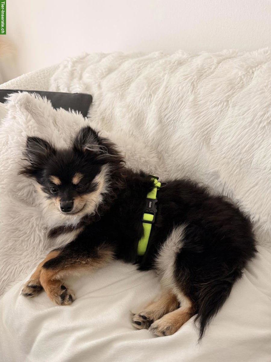 Liebe Zwergspitz Hündin „Cooki“ 🐕 sucht ein Zuhause