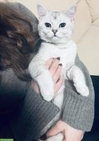 Britisch Kurzhaar Leo, ein Kater zum verlieben