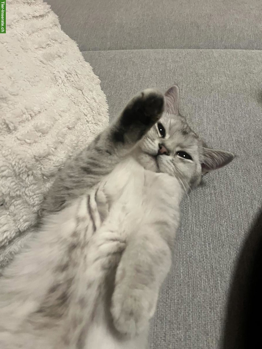 Bild 2: Britisch Kurzhaar Leo, ein Kater zum verlieben