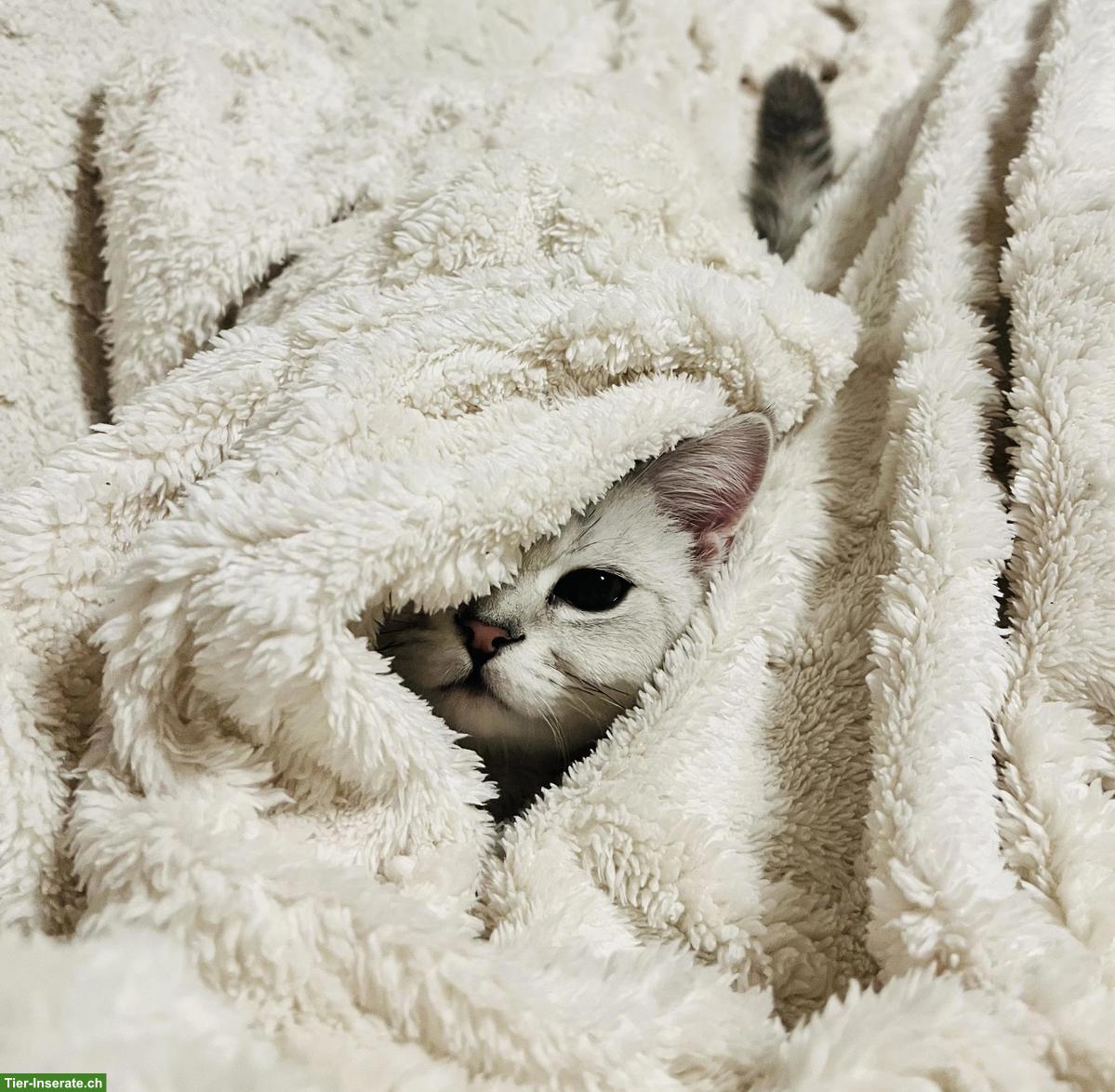 Bild 3: Britisch Kurzhaar Leo, ein Kater zum verlieben