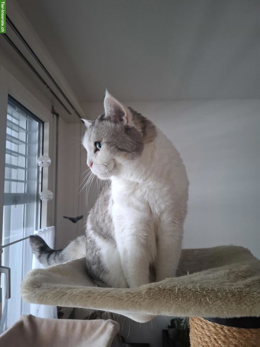 Suche 1Wohnungskatze