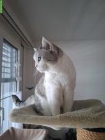 Suche anhàngliche Wohnungskatze