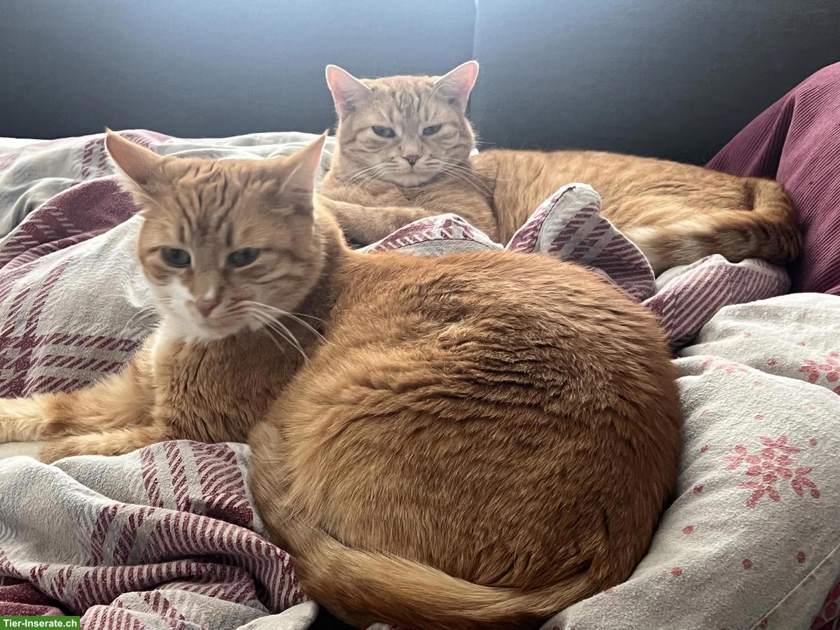 Rote Kater abzugeben