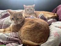 Rote Kater abzugeben