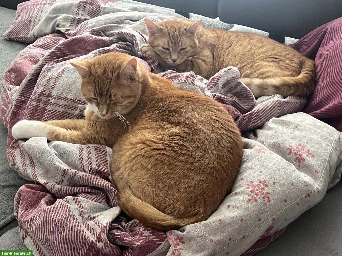 Bild 2: Rote Kater abzugeben