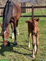 Job als Pferdepfleger/in, 100%