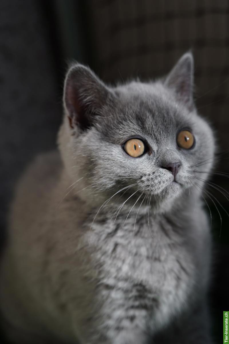 Reinrassiges BKH Kitten (Kater) abzugeben