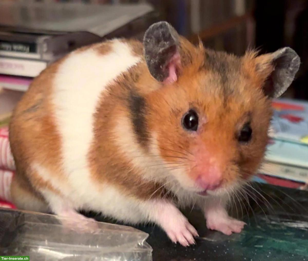 Suche Goldhamster, männlich