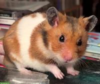 Suche Goldhamster, männlich