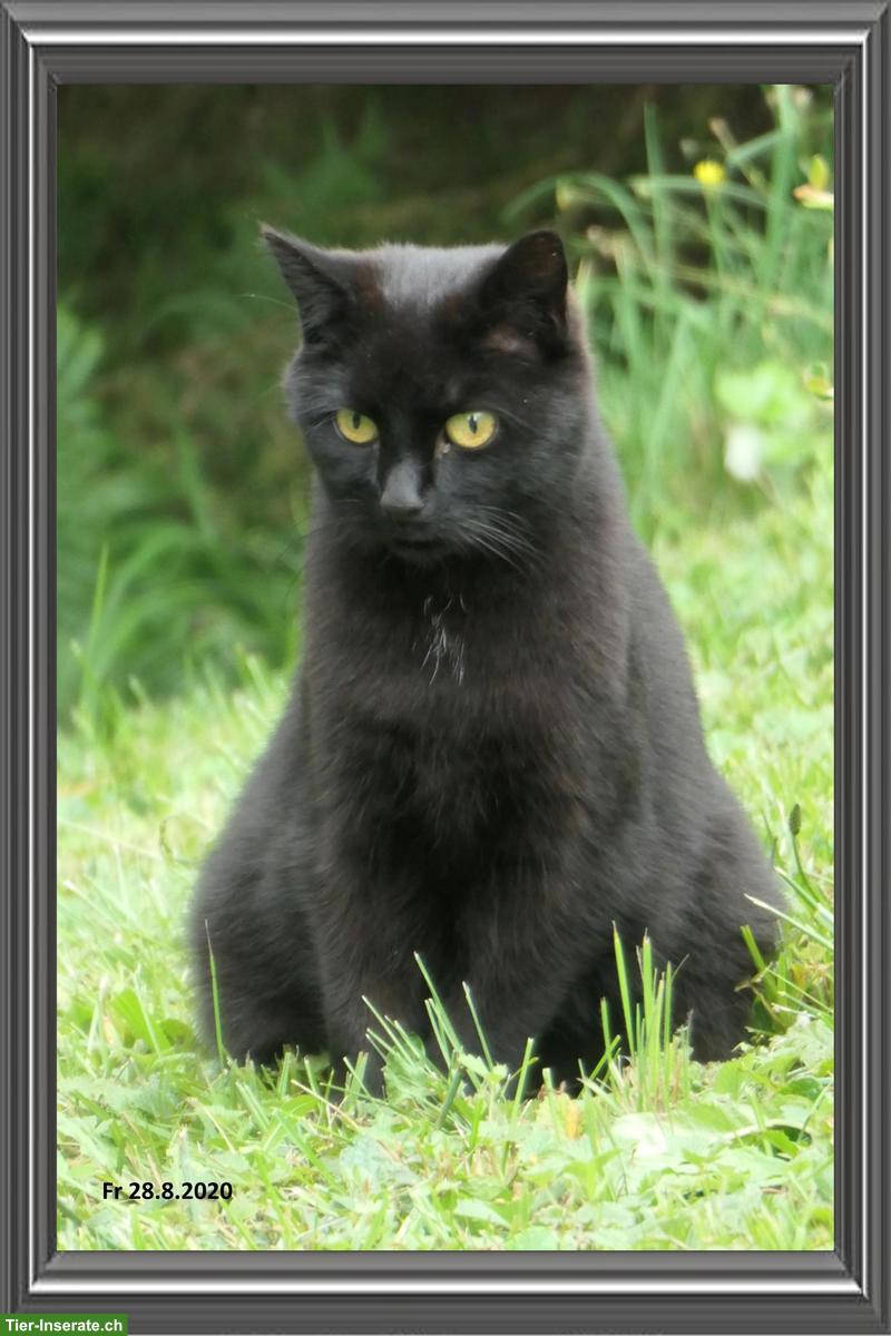 Katzen-Trio suchen Zuhause mit Freigang