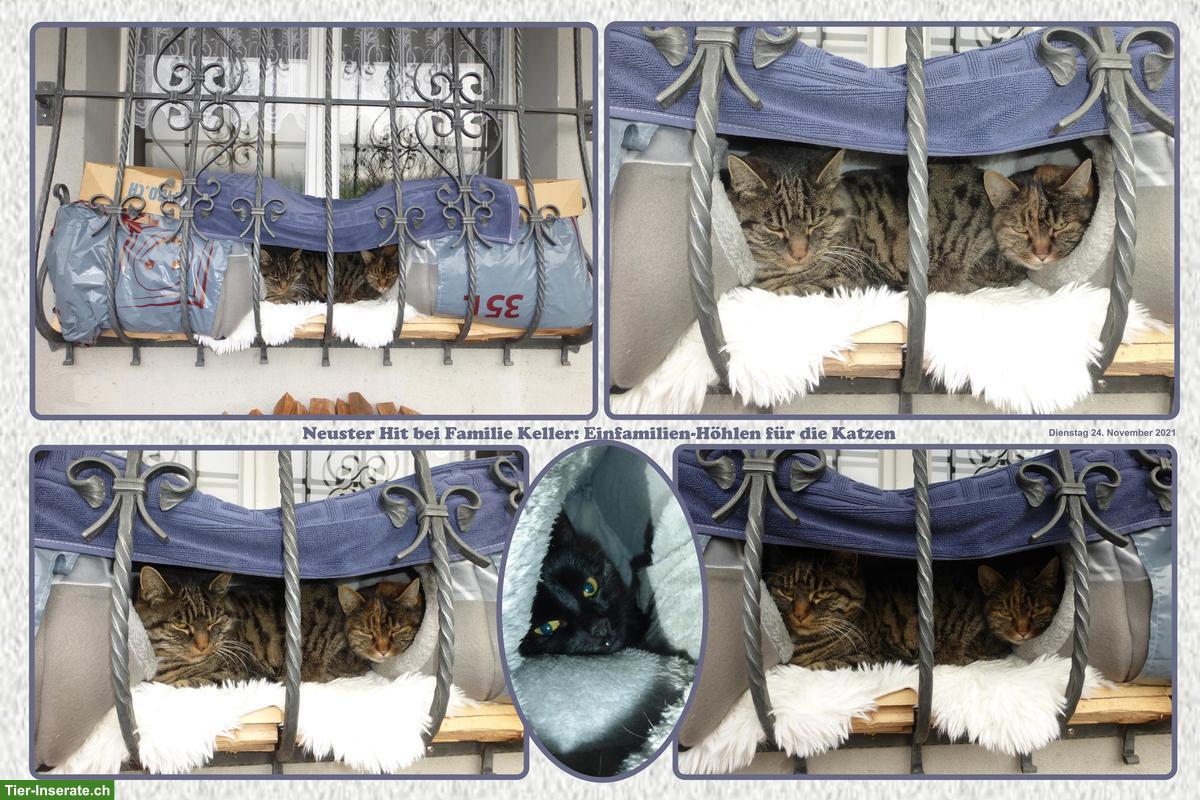 Bild 2: Katzen-Trio suchen Zuhause mit Freigang