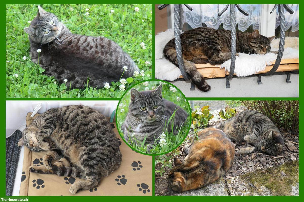 Bild 3: Katzen-Trio suchen Zuhause mit Freigang