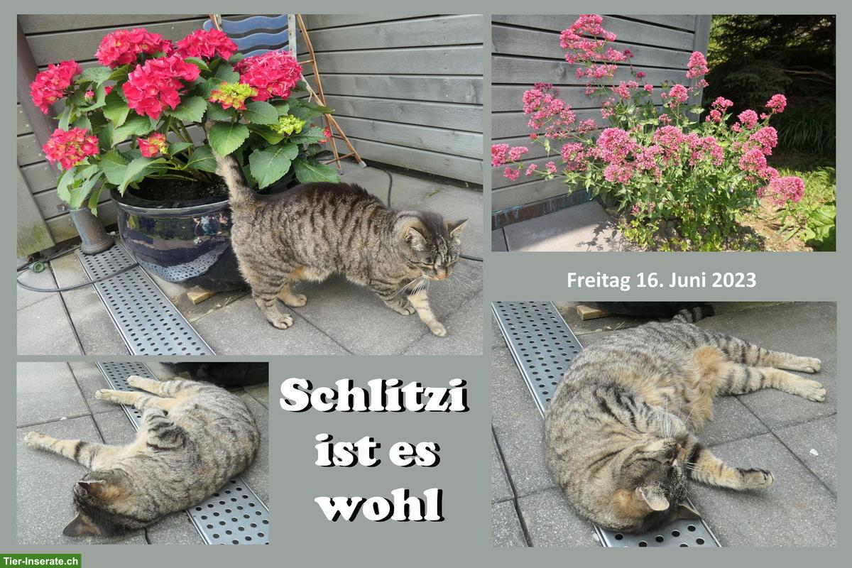 Bild 4: Katzen-Trio suchen Zuhause mit Freigang