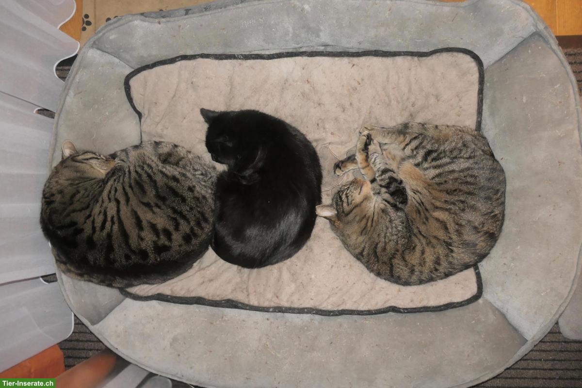 Bild 6: Katzen-Trio suchen Zuhause mit Freigang