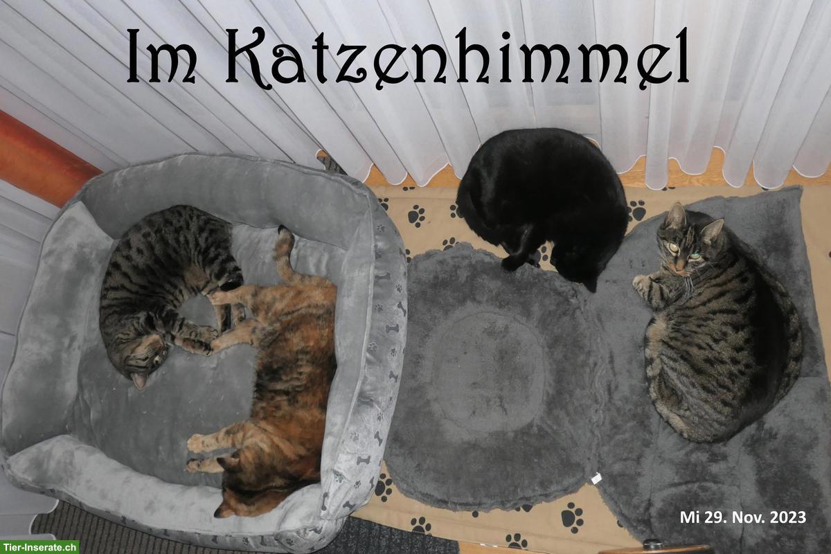 Bild 7: Katzen-Trio suchen Zuhause mit Freigang