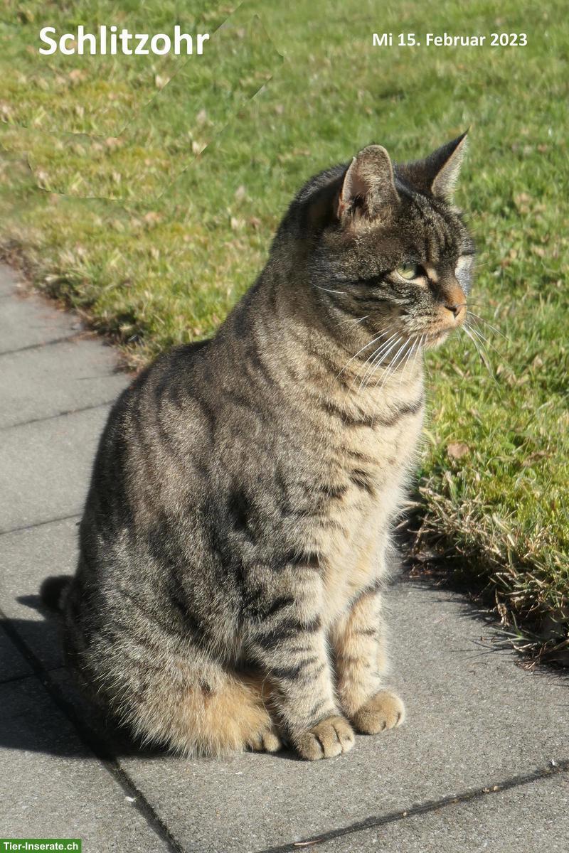 Bild 8: Katzen-Trio suchen Zuhause mit Freigang