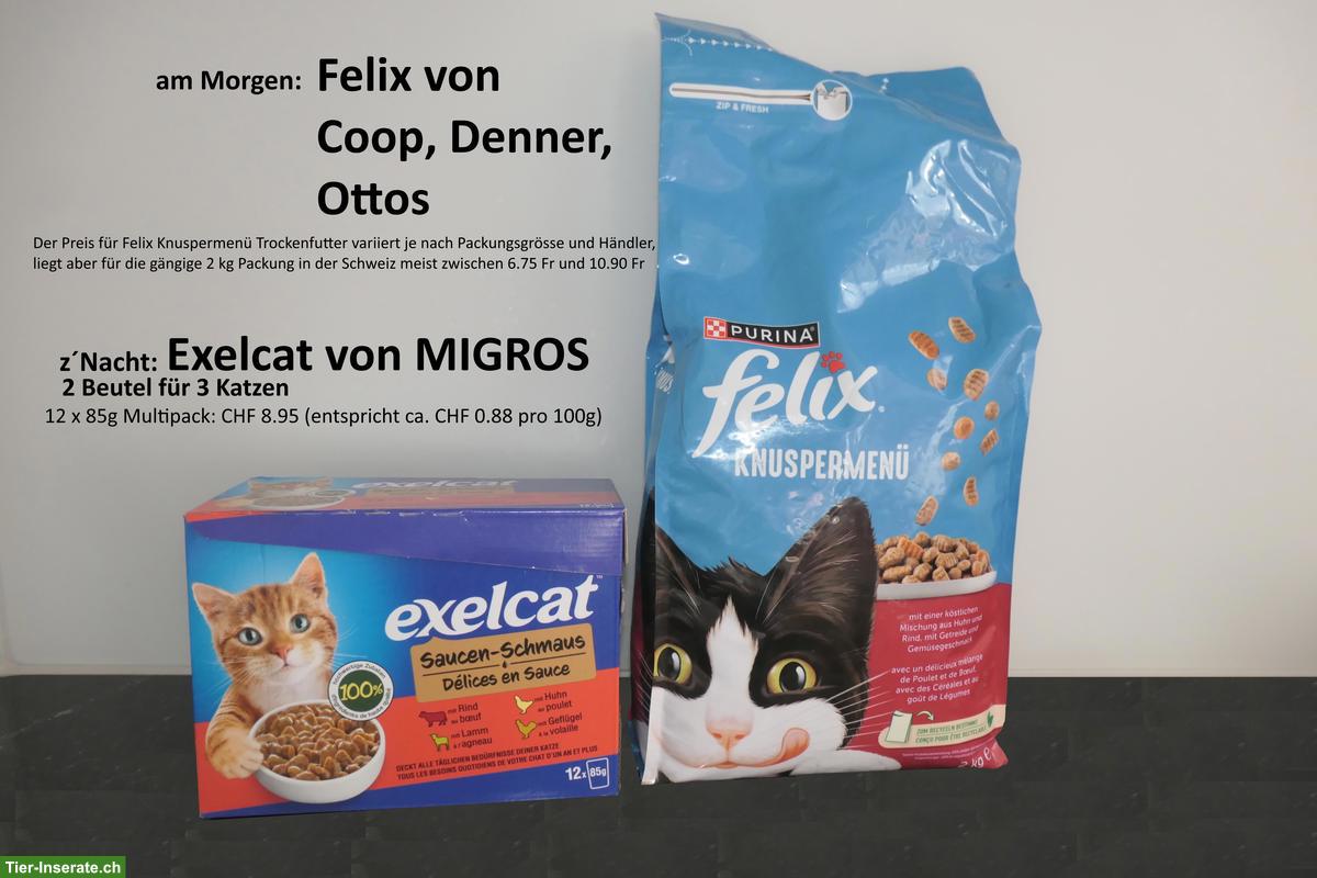 Bild 9: Katzen-Trio suchen Zuhause mit Freigang