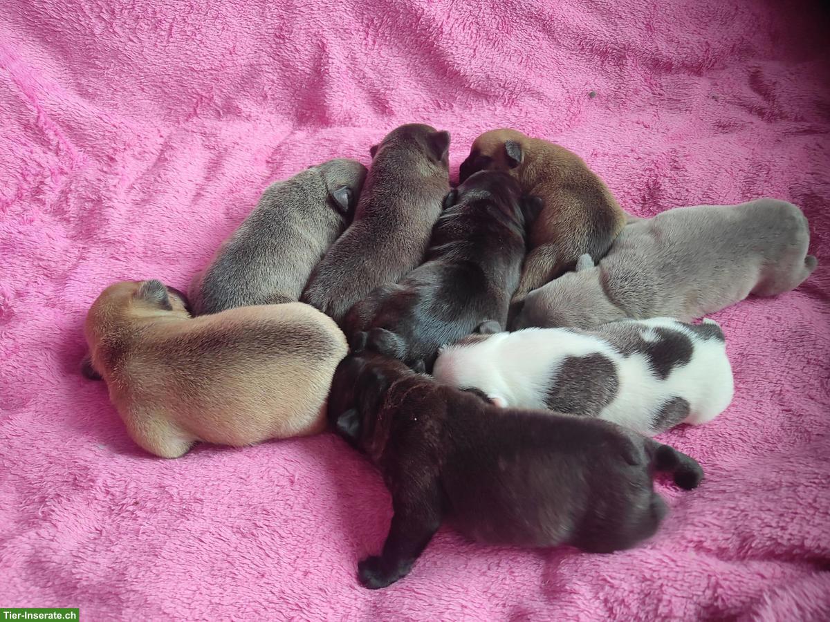 Reinrassige Französische Bulldoggen (Sportline) ohne Papiere