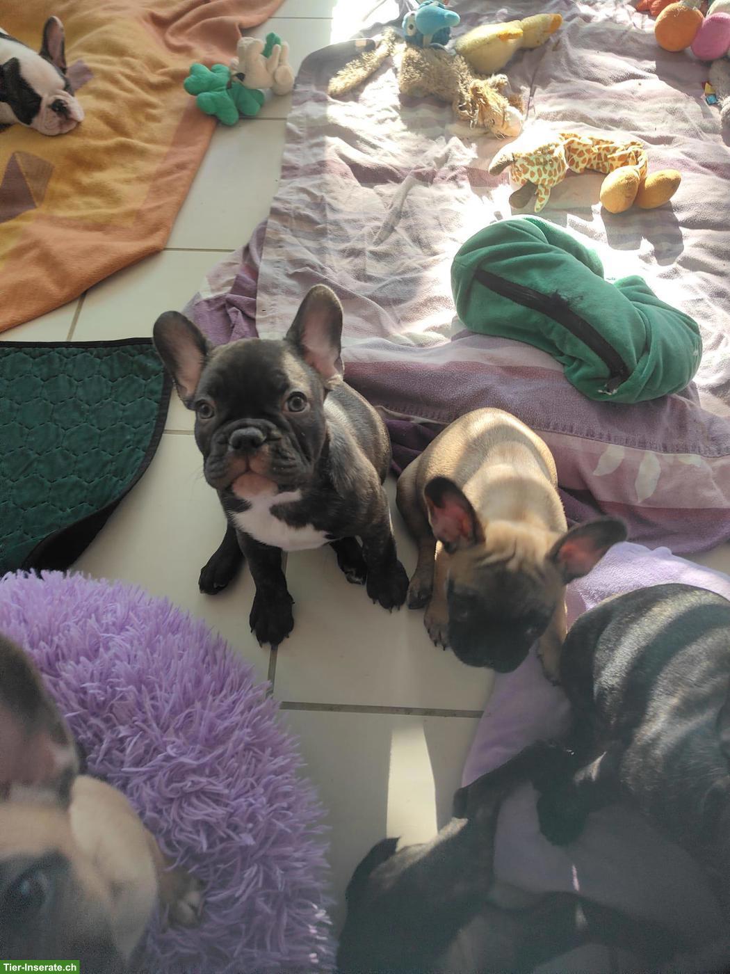 Bild 10: Französische Bulldoggen (Sportline) ohne Papiere, reinrassig
