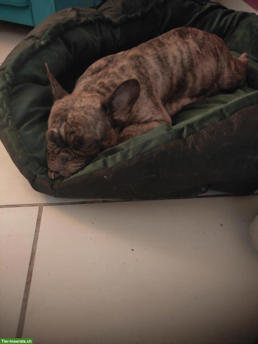 Bild 2: Reinrassige Französische Bulldoggen (Sportline) ohne Papiere