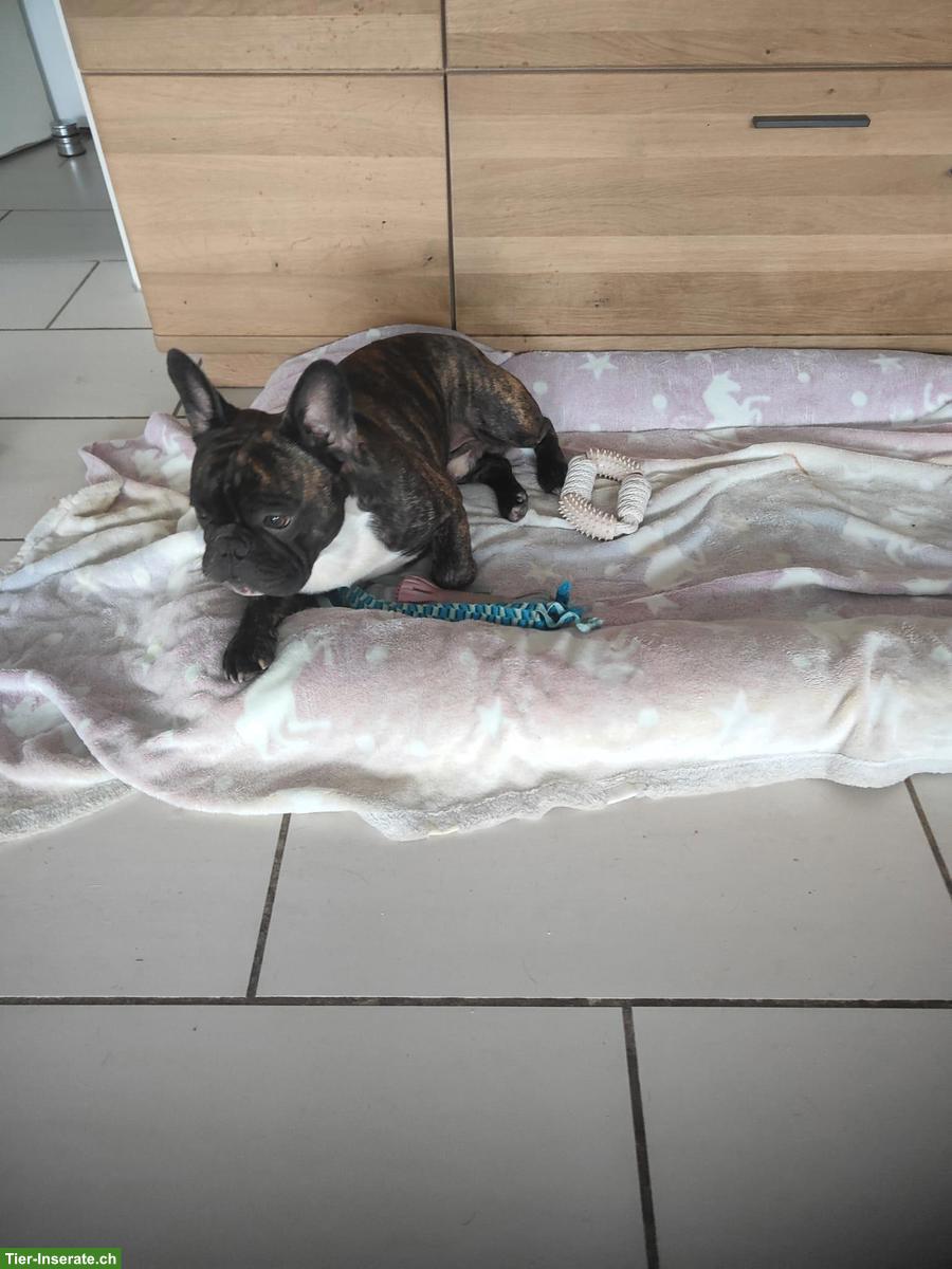 Bild 3: Reinrassige Französische Bulldoggen (Sportline) ohne Papiere