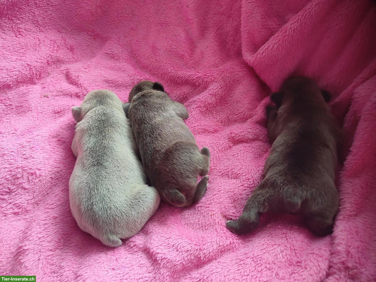 Bild 4: Reinrassige Französische Bulldoggen (Sportline) ohne Papiere