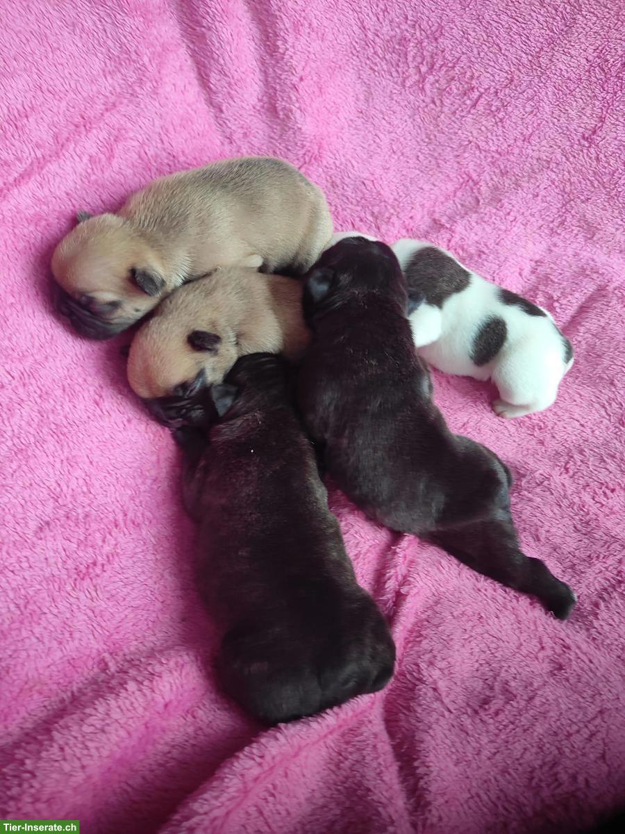 Bild 5: Reinrassige Französische Bulldoggen (Sportline) ohne Papiere