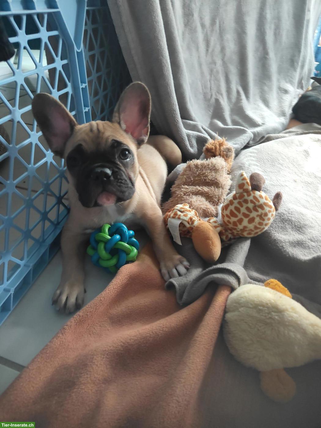 Bild 6: Französische Bulldoggen (Sportline) ohne Papiere, reinrassig