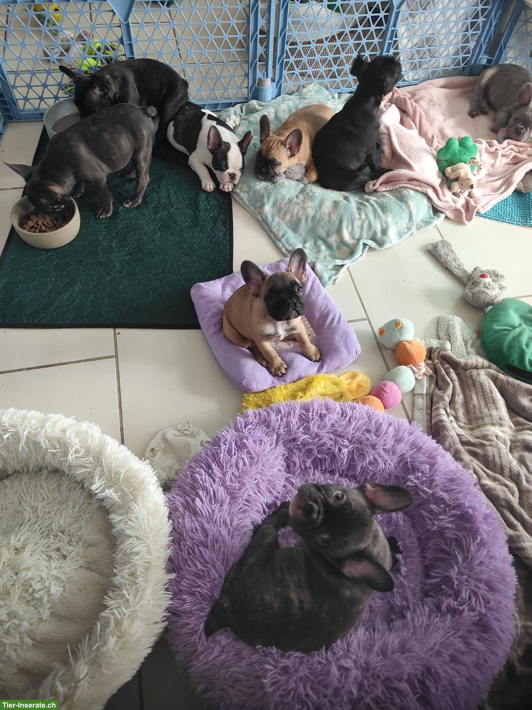 Bild 8: Französische Bulldoggen (Sportline) ohne Papiere, reinrassig