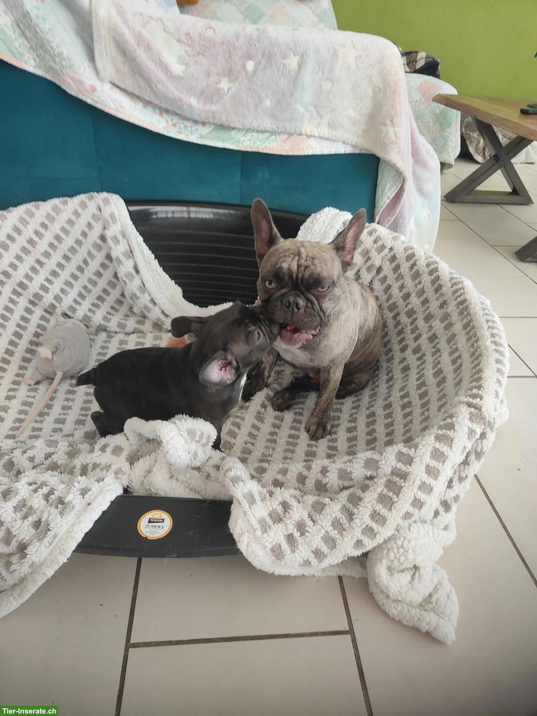 Bild 9: Französische Bulldoggen (Sportline) ohne Papiere, reinrassig