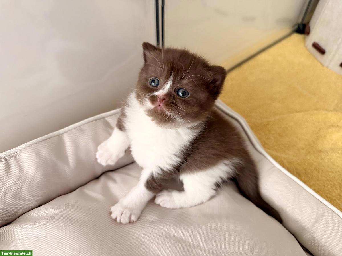 Britisch Kurzhaar Kitten in verschiedenen Farben