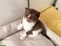 Britisch Kurzhaar Kitten in verschiedenen Farben