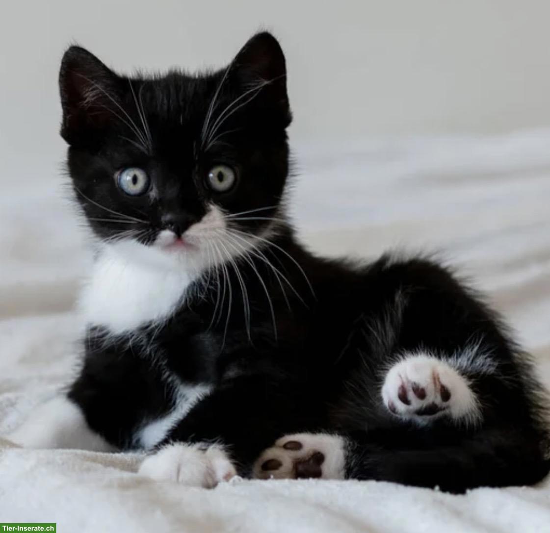 Bild 2: Britisch Kurzhaar Kitten in verschiedenen Farben