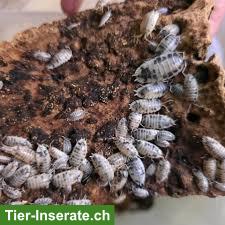 Bild 2: Terraristik Futtertiere zu verkaufen.