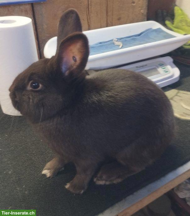 Bild 3: Havanna-Kaninchen vom Züchter (ausgestellt) zu verkaufen
