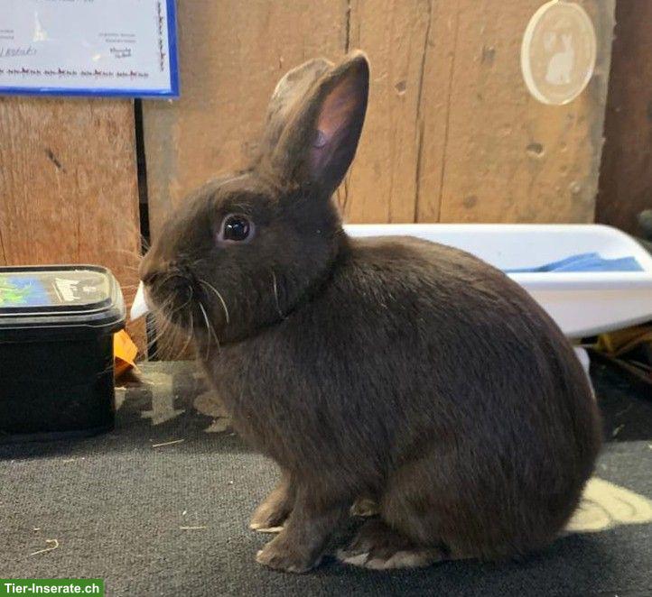Bild 4: Havanna-Kaninchen vom Züchter (ausgestellt) zu verkaufen