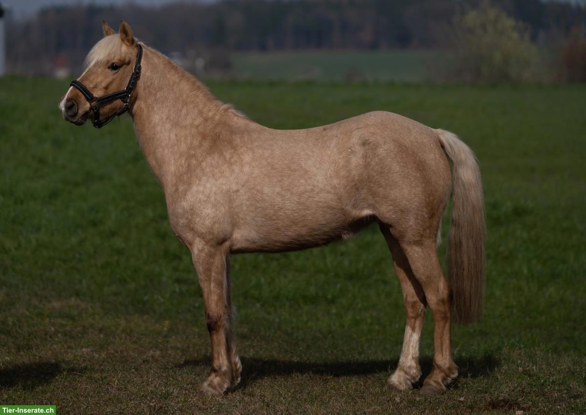 Palomino Pony Stute sucht ihr Zuhause