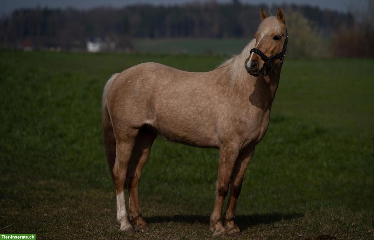 Bild 2: Palomino Pony Stute sucht ihr Zuhause