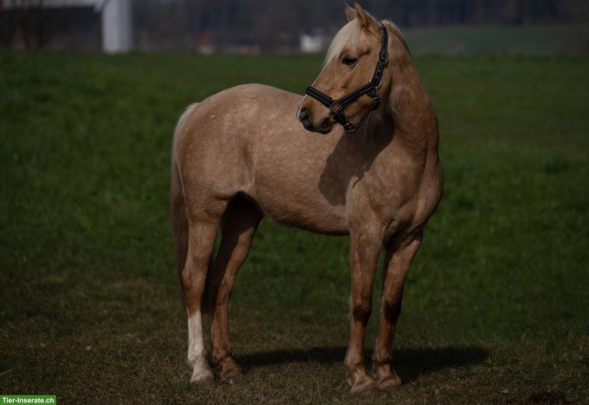 Bild 3: Palomino Pony Stute sucht ihr Zuhause